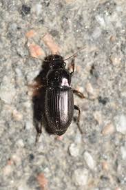 Attēlu rezultāti vaicājumam “Harpalus sp.”