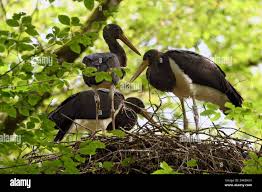 Attēlu rezultāti vaicājumam “Ciconia nigra nest”