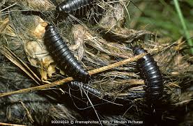 Attēlu rezultāti vaicājumam “Silpha obscura larva”