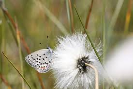 Attēlu rezultāti vaicājumam “Vacciniina optilete”