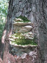 Attēlu rezultāti vaicājumam “Oxyporus”