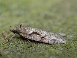 Attēlu rezultāti vaicājumam “Semioscopis avellanella”