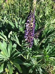 Image result for Lupinus polyphyllus Lindl.