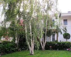 Attēlu rezultāti vaicājumam “Betula”