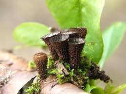 Attēlu rezultāti vaicājumam “Cyathus striatus”