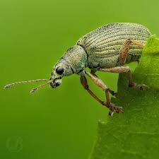 Attēlu rezultāti vaicājumam “Protapion sp.”