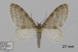 Attēlu rezultāti vaicājumam “Trichopteryx carpinata”