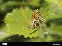 Attēlu rezultāti vaicājumam “Mellicta athalia”