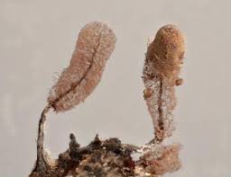 Attēlu rezultāti vaicājumam “Stemonitopsis typhina spores”