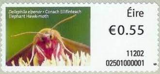 Attēlu rezultāti vaicājumam “Deilephila elpenor imago”