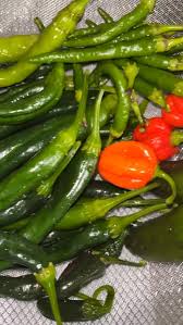 Afbeeldingsresultaat voor joe long cayenne hot pepper