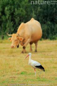 Attēlu rezultāti vaicājumam “Ciconia ciconia”