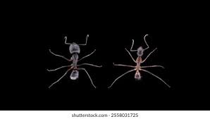 Attēlu rezultāti vaicājumam “Formicidae”