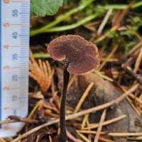 Attēlu rezultāti vaicājumam “Physarum auriscalpium sessile”