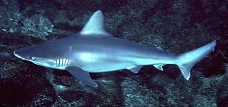 Image result for Carcharhinus plumbeus
