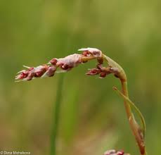 Attēlu rezultāti vaicājumam “Rumex acetosa bud”
