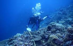 Image result for Swansea Finswimming Club