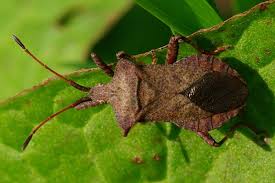 Attēlu rezultāti vaicājumam “Coreus marginatus imago”
