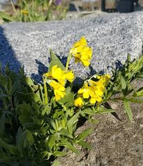 Attēlu rezultāti vaicājumam “Primulaceae”