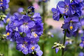 Attēlu rezultāti vaicājumam “Polemonium caeruleum”