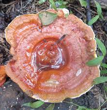 Attēlu rezultāti vaicājumam “Diderma rufostriatum sessile”