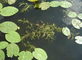 Attēlu rezultāti vaicājumam “Potamogeton lucens leaf”