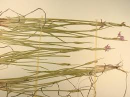 Attēlu rezultāti vaicājumam “Sisyrinchium montanum fruit”