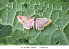 Attēlu rezultāti vaicājumam “Idaea muricata”