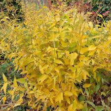 Attēlu rezultāti vaicājumam “Vincetoxicum hirundinaria leaf”