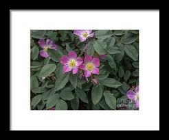 Attēlu rezultāti vaicājumam “Rosa glauca”