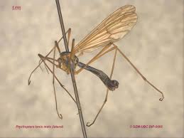 Attēlu rezultāti vaicājumam “Ptychoptera sp.”