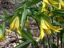Attēlu rezultāti vaicājumam “Uvularia grandiflora”