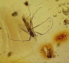 Attēlu rezultāti vaicājumam “Nematocera”