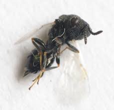 Attēlu rezultāti vaicājumam “Eupithecia icterata female”