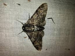 Attēlu rezultāti vaicājumam “Biston betularia”