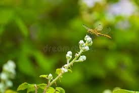 Attēlu rezultāti vaicājumam “Sympetrum sanguineum female”