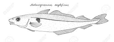 Image result for Melanogrammus aeglefinus