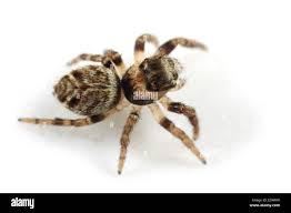 Attēlu rezultāti vaicājumam “Evarcha falcata”