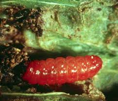 Attēlu rezultāti vaicājumam “Lasioptera rubi larva”