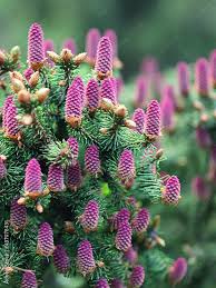 Attēlu rezultāti vaicājumam “Picea abies female flower”