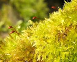 Attēlu rezultāti vaicājumam “Brachythecium”