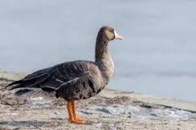 Attēlu rezultāti vaicājumam “Anser albifrons adult”