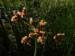 Attēlu rezultāti vaicājumam “Schoenoplectus lacustris subsp. lacustris”