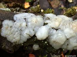 Attēlu rezultāti vaicājumam “Exidia thuretiana”