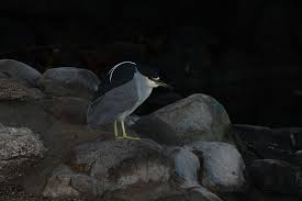 Attēlu rezultāti vaicājumam “Nycticorax nycticorax adult”