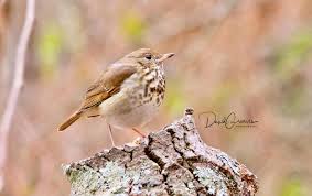 Image result for Catharus guttatus