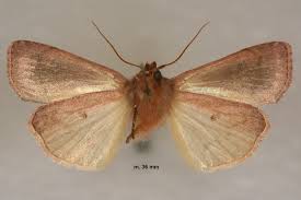 Attēlu rezultāti vaicājumam “Diarsia florida”