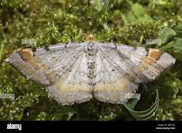 Attēlu rezultāti vaicājumam “Macaria signaria”