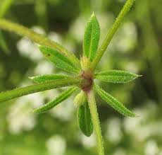 Attēlu rezultāti vaicājumam “Galium rivale”