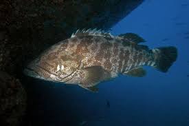 Image result for Epinephelus adscensionis